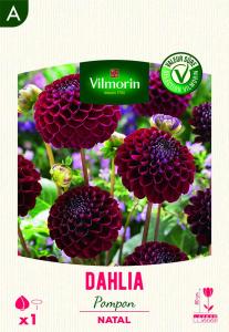 Dahlia pompon natal (x1)